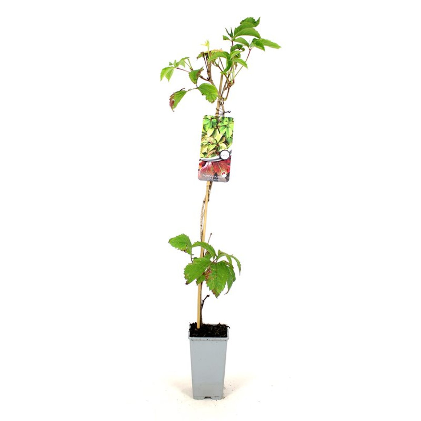 Parthenocissus quinquefolia - C2 80-100 CM Stick